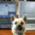 Skype Recording